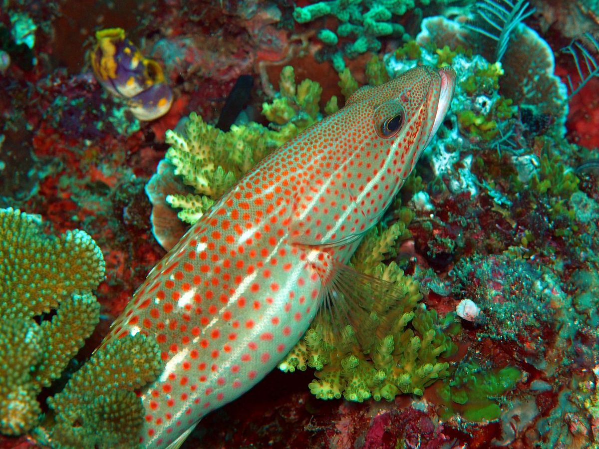 コモド諸島は、マンタをはじめ、大物の魚たちが待っている最高のダイビングスポ...