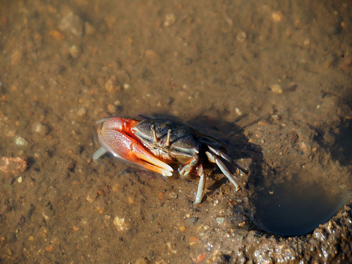 コモド諸島は、マンタをはじめ、大物の魚たちが待っている最高のダイビングスポ...