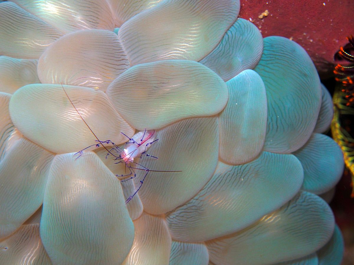 コモド諸島は、マンタをはじめ、大物の魚たちが待っている最高のダイビングスポ...