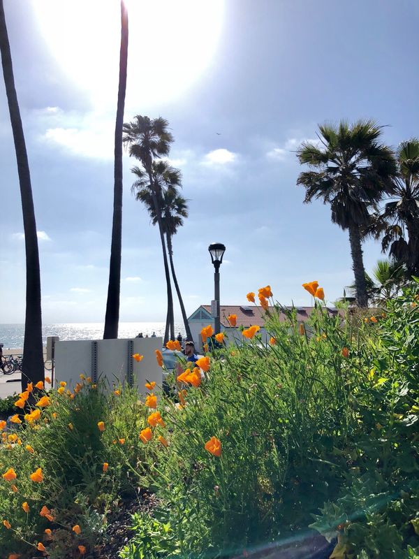 アメリカ(米国)「ロサンゼルス・パームスプリングス」の写真：サーフィンスポット、マンハッタン・ビーチ...