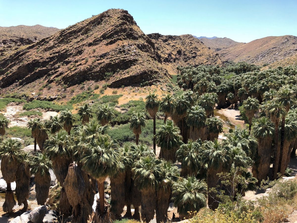 インディアンキャニオンをドライブ。乾いた大地、野性的な椰子の木、ネイティブ...