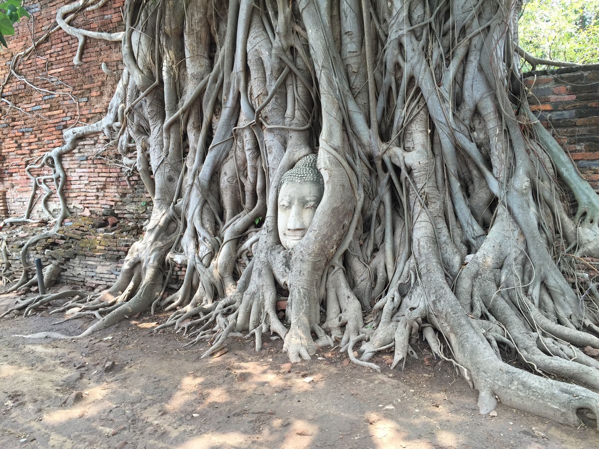 タイはとにかく食べるものが美味しい😊🙌
マッサージも最高🙌🙌
アユタヤはす...