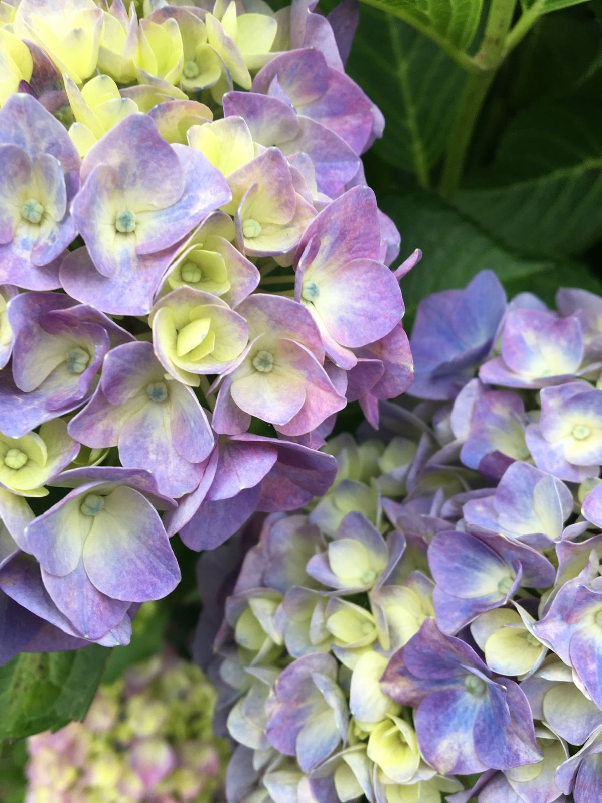 hachi to ba-bu→かざはやの里