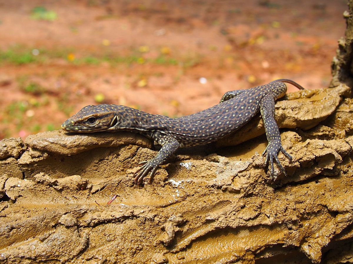 ピンナラワ
群れからはぐれてしまった象を集めて保護している象の孤児院が有名...