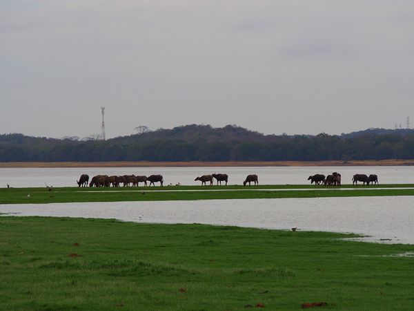 スリランカ・コロンボ「スリランカ 3日間で仏教遺跡や紅茶の産地を巡る旅」の写真：ミネリヤ国立公園
スリランカで一番？有名...