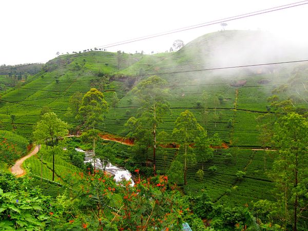 スリランカ・コロンボ「スリランカ 3日間で仏教遺跡や紅茶の産地を巡る旅」の写真：ヌワラエリヤ
紅茶農場はたくさんあり、茶...