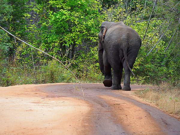 スリランカ・コロンボ「スリランカ 3日間で仏教遺跡や紅茶の産地を巡る旅」の写真：ミネリヤ国立公園
スリランカで一番？有名...