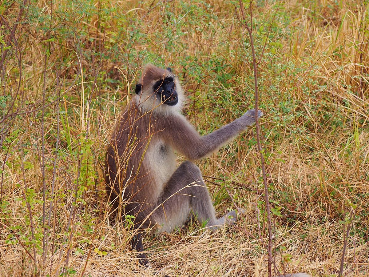 ミネリヤ国立公園
スリランカで一番？有名なシーギリヤロックの割と近くにある...
