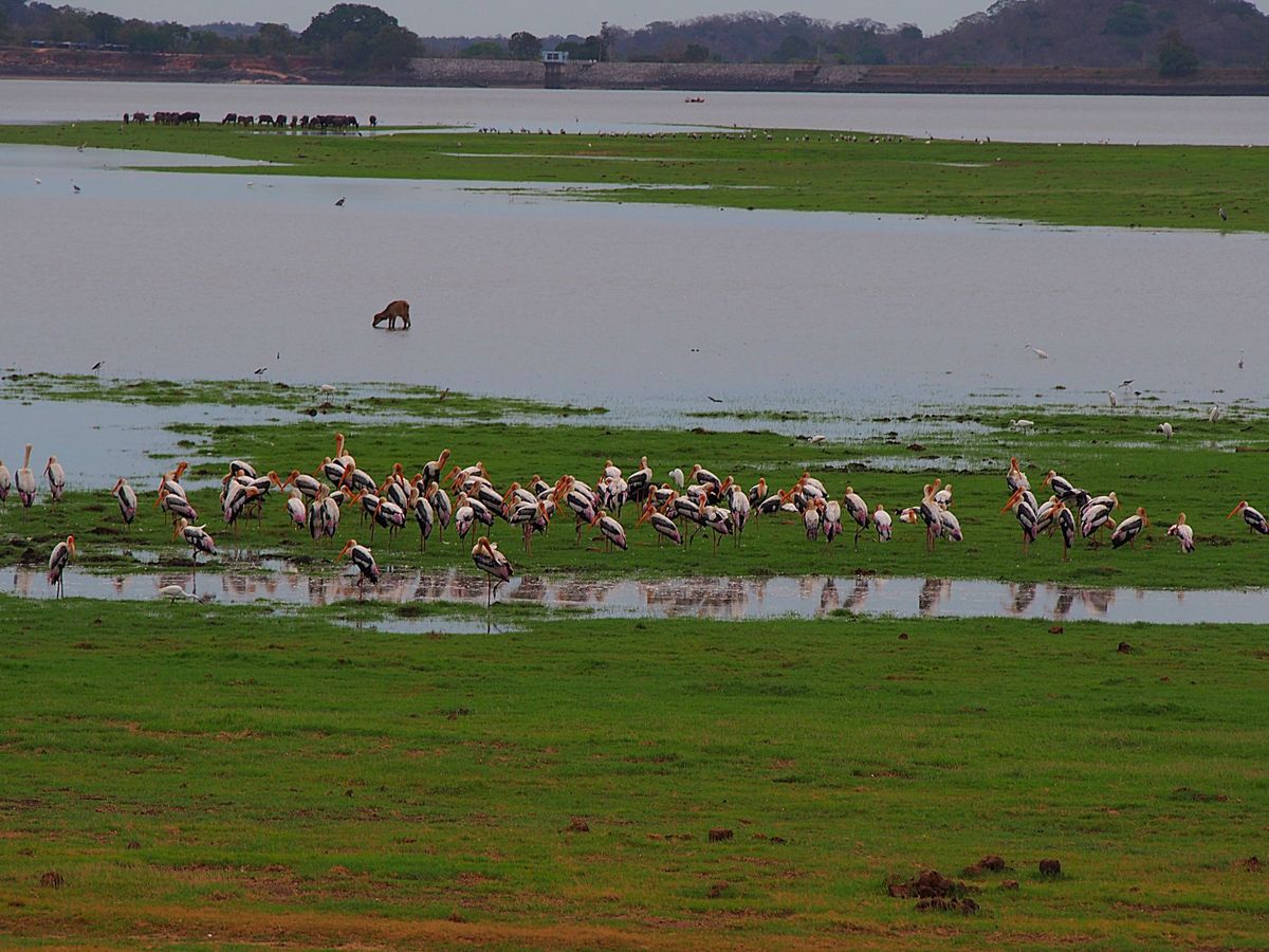 ミネリヤ国立公園
スリランカで一番？有名なシーギリヤロックの割と近くにある...