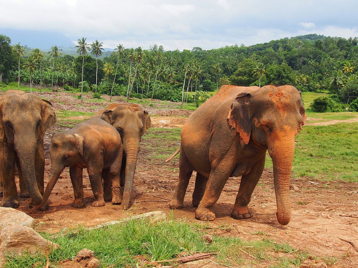 ピンナラワ
群れからはぐれてしまった象を集めて保護している象の孤児院が有名...