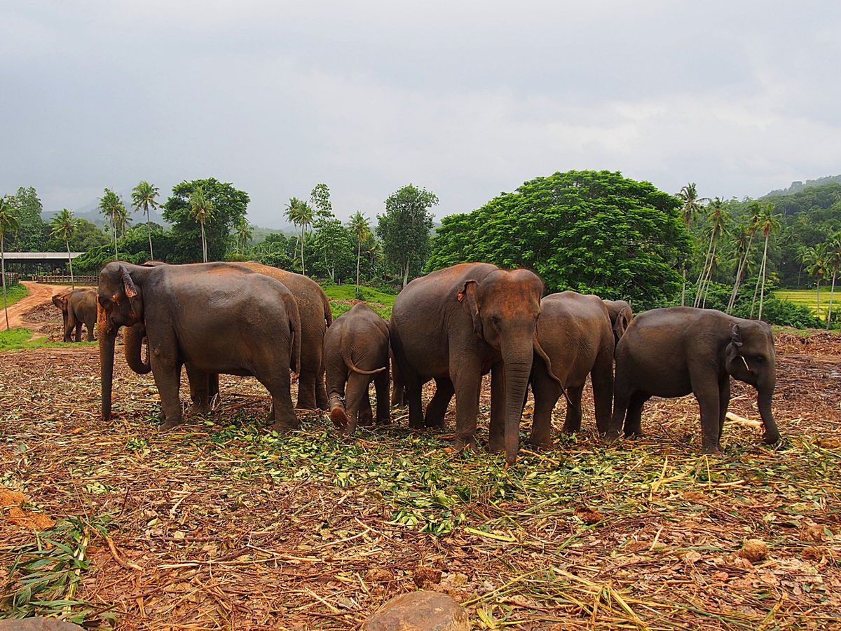 ピンナラワ
群れからはぐれてしまった象を集めて保護している象の孤児院が有名...