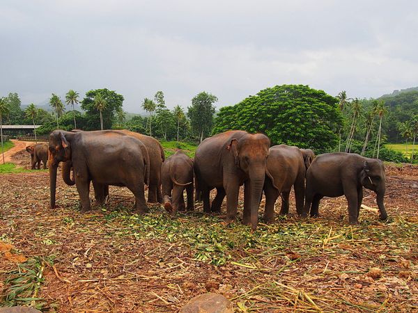 スリランカ・コロンボ「スリランカ 3日間で仏教遺跡や紅茶の産地を巡る旅」の写真：ピンナラワ
群れからはぐれてしまった象を...