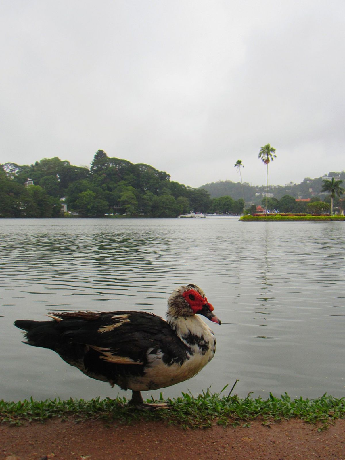 キャンディ
スリランカ仏教の聖地として有名な街。
シンハラ人のキャンディ王...