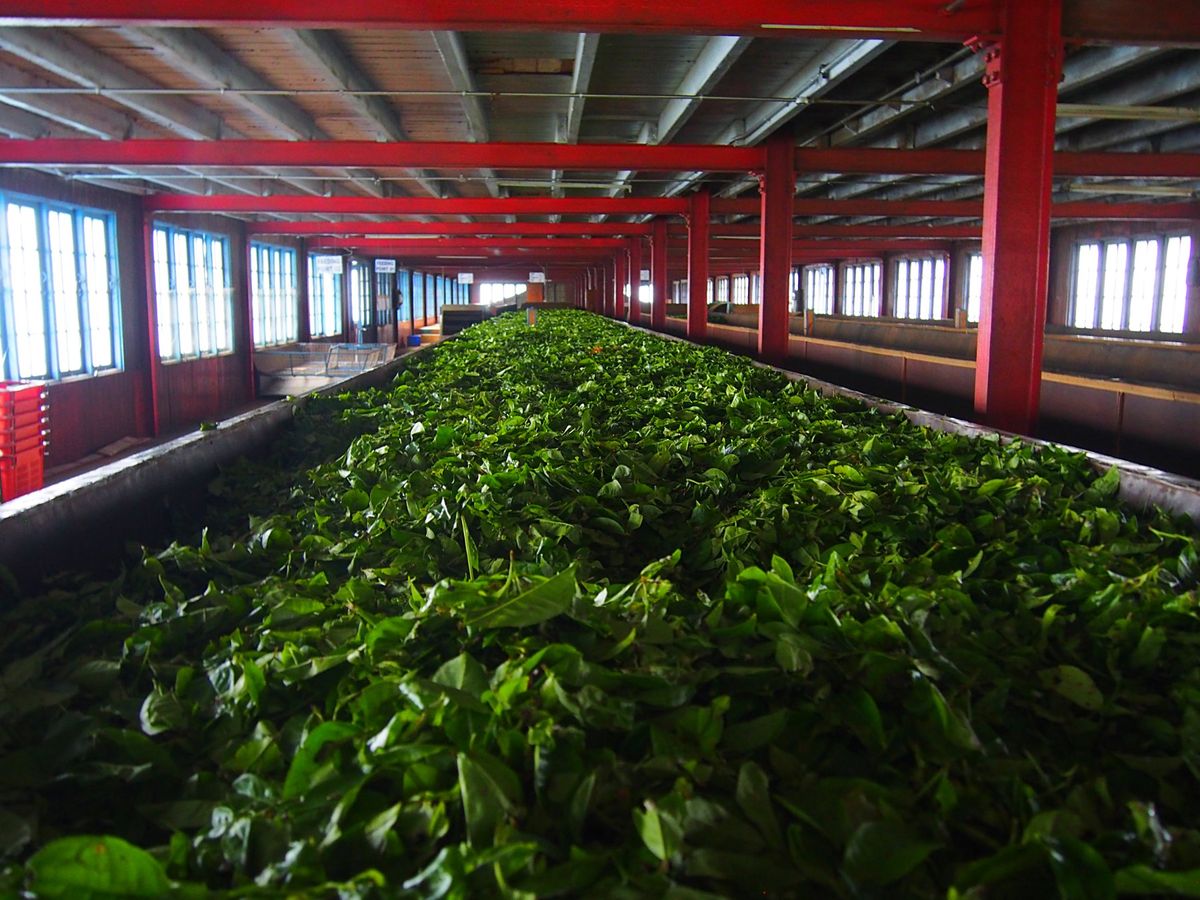 ヌワラエリヤ
紅茶農場はたくさんあり、茶葉の収穫後の加工を見学させてもらえ...