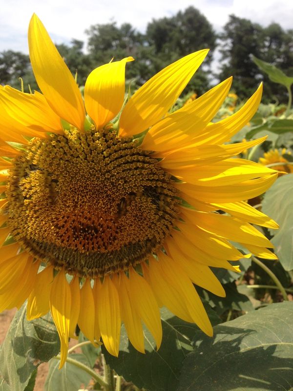 日本・山梨県「山梨」の写真：山梨