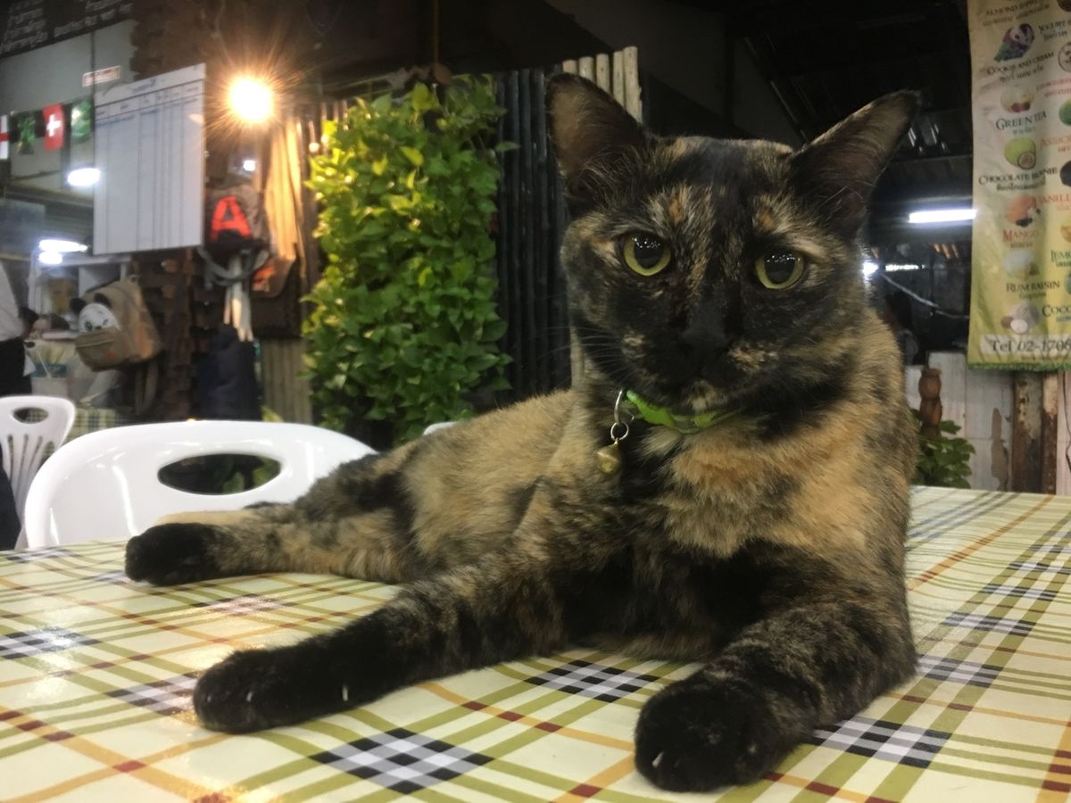 猫ちゃんがやたら居るレストラン
猫苦手な人が見たら発狂しそうだけど、私は幸...