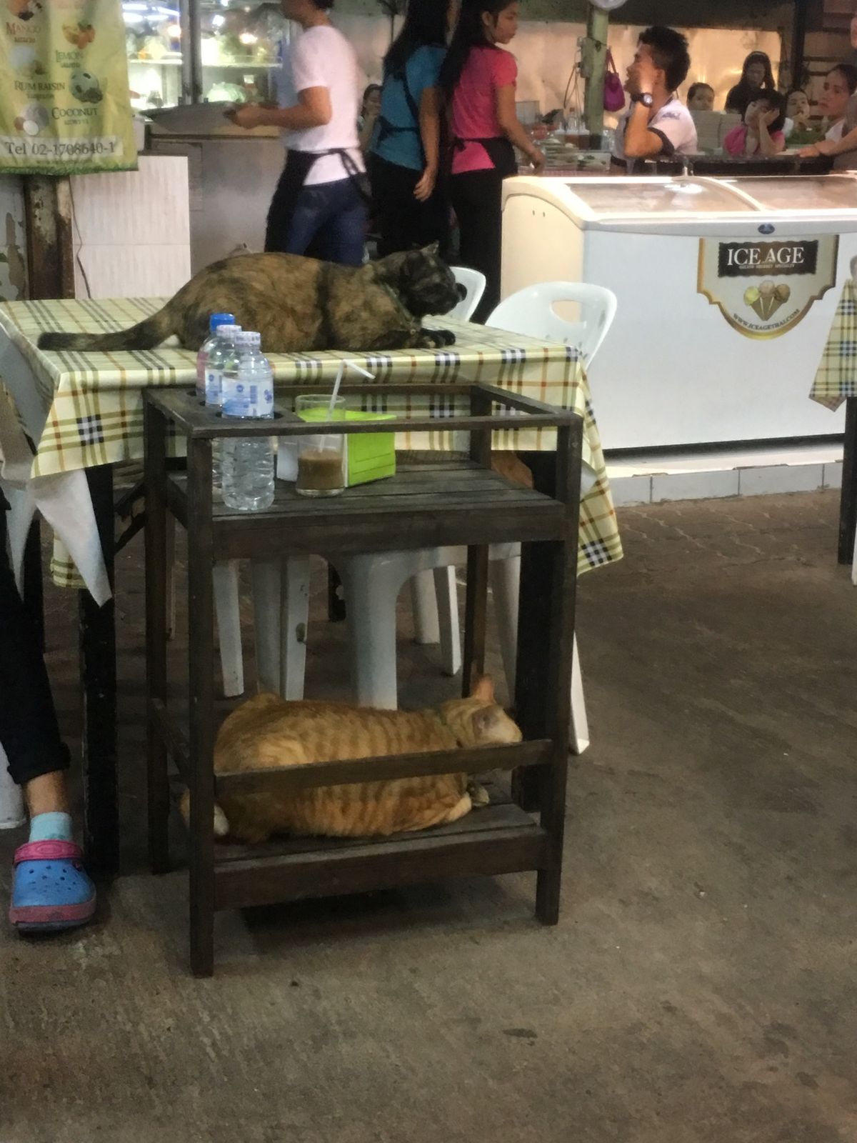 猫ちゃんがやたら居るレストラン
猫苦手な人が見たら発狂しそうだけど、私は幸...