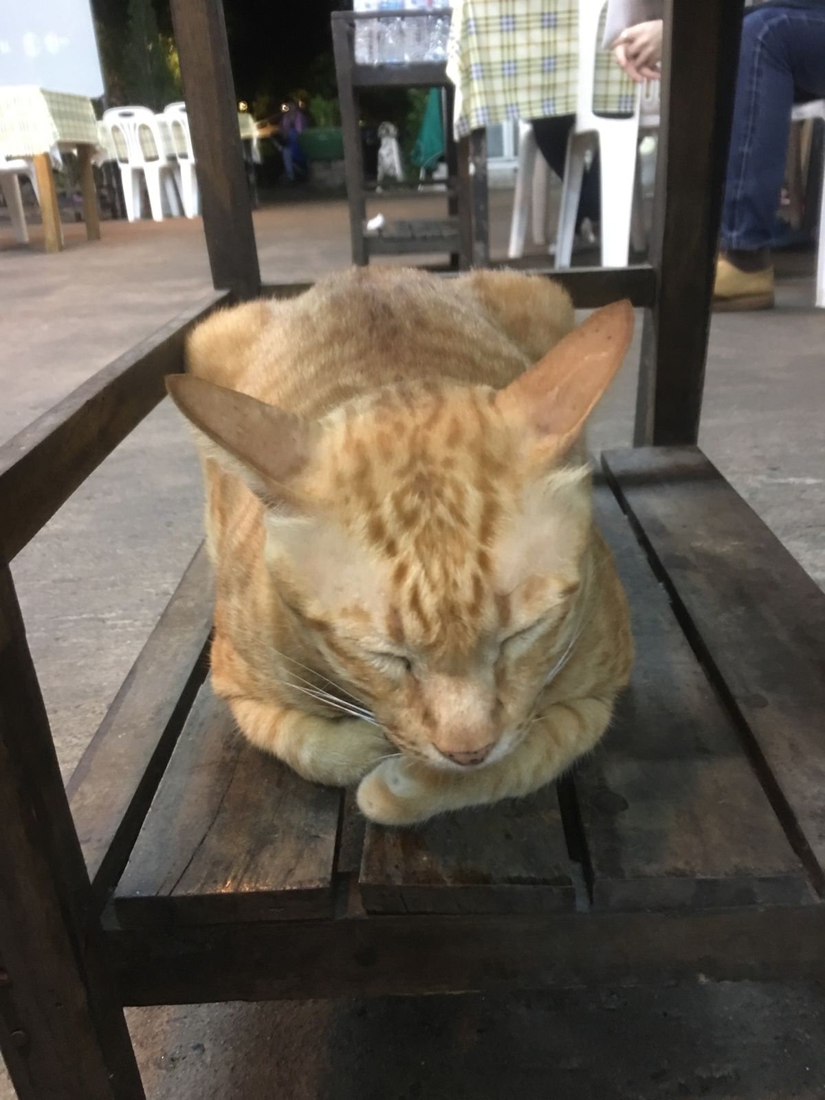 猫ちゃんがやたら居るレストラン
猫苦手な人が見たら発狂しそうだけど、私は幸...