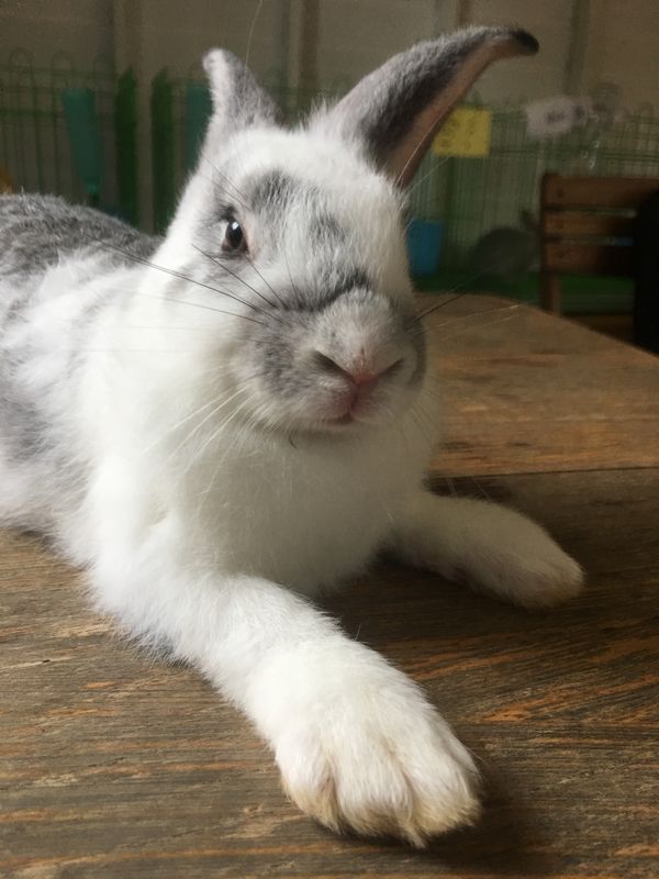 タイ・バンコク「東洋のスイス？パーイやタイ周遊」の写真：休憩で入ったカフェがうさぎカフェでした🐇...