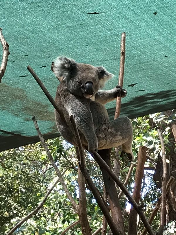 オーストラリア連邦「オーストラリア」の写真