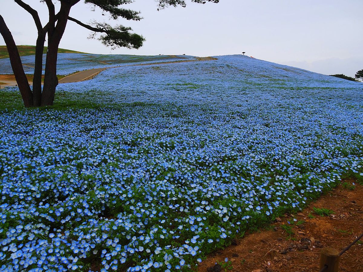 水戸で学生生活をしてた頃にはなかったと思うので初めて見たけど、ひたち海浜公...