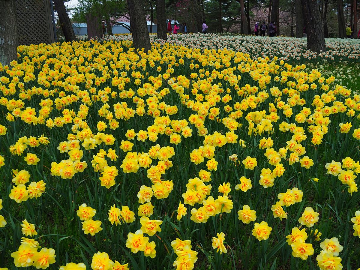 水戸で学生生活をしてた頃にはなかったと思うので初めて見たけど、ひたち海浜公...
