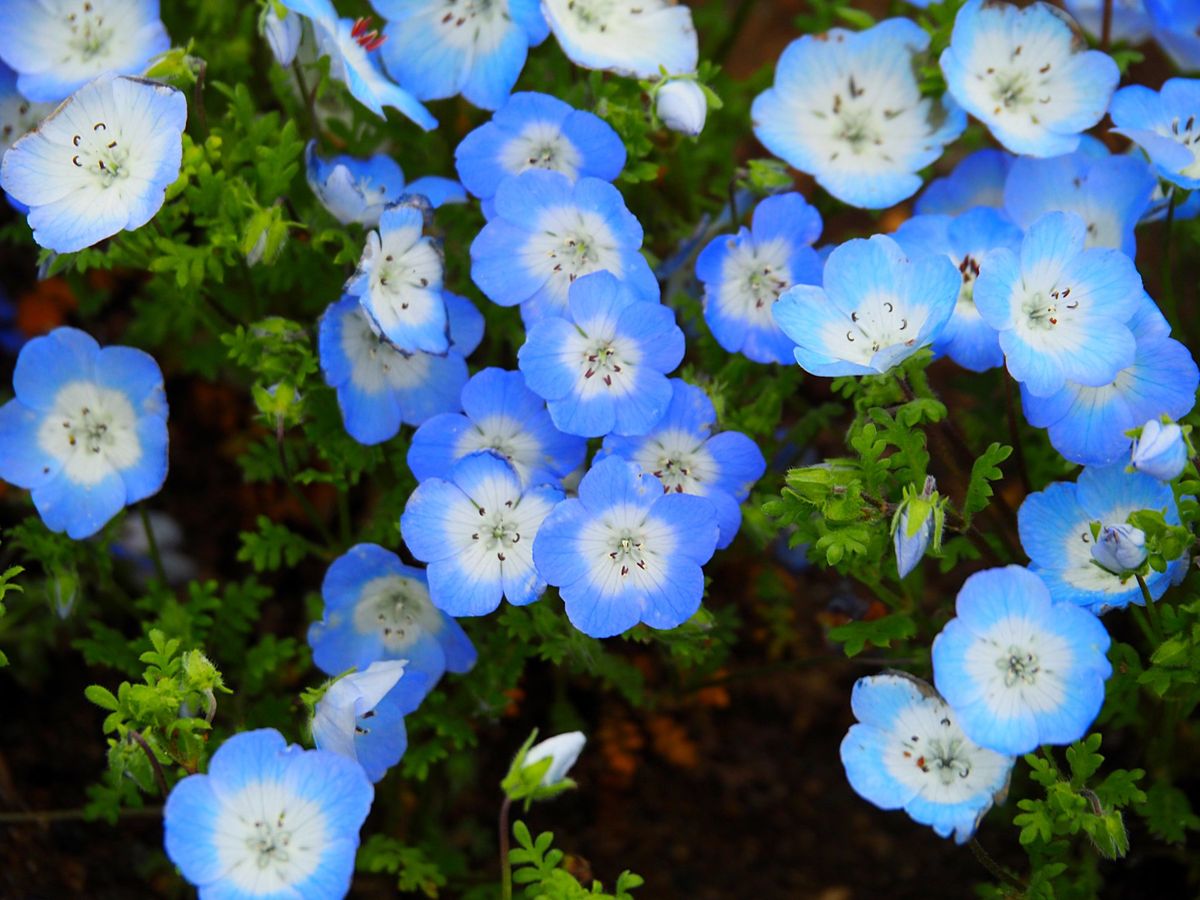 水戸で学生生活をしてた頃にはなかったと思うので初めて見たけど、ひたち海浜公...