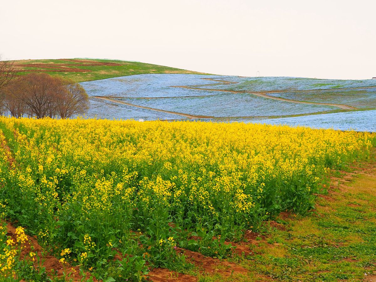 水戸で学生生活をしてた頃にはなかったと思うので初めて見たけど、ひたち海浜公...