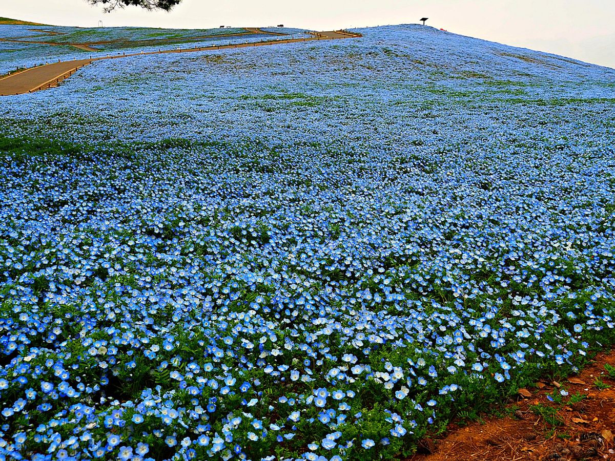V AIRの就航キャンペーン、やけに安いと思ったら全然集客できていなかった...