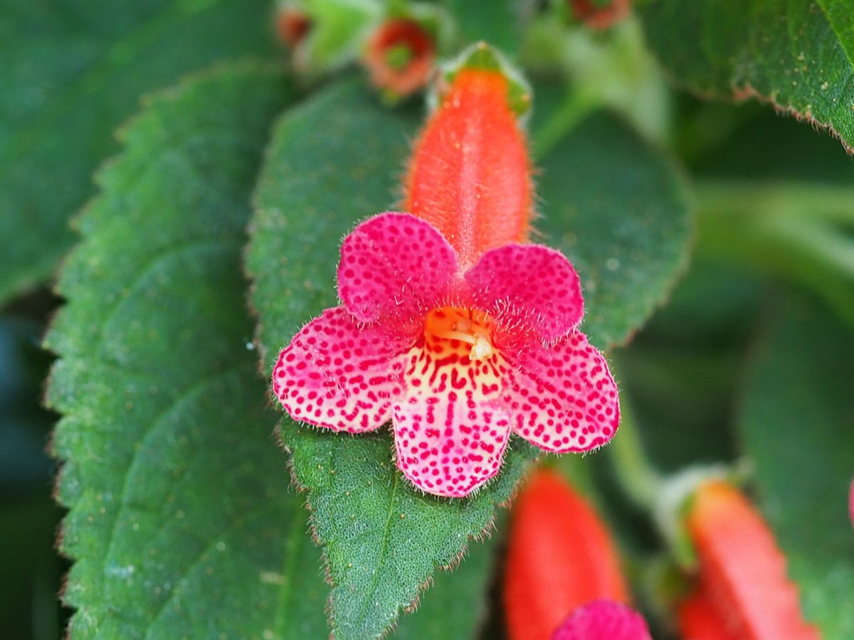 ガーデンズバイザベイはマリーナベイサンズから歩いていける植物と人工物の融合...