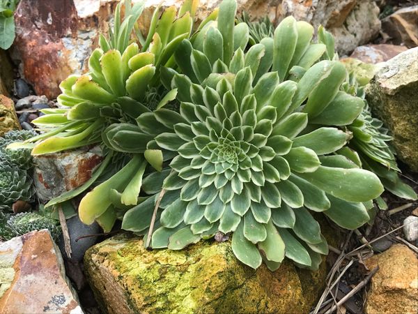 アメリカ(米国)・ガーデン「ガーデン」の写真：素敵なお庭でリラックス