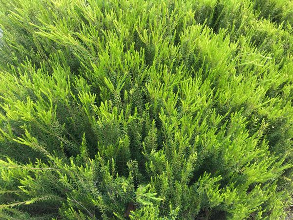 アメリカ(米国)・ガーデン「ガーデン」の写真：素敵なお庭で