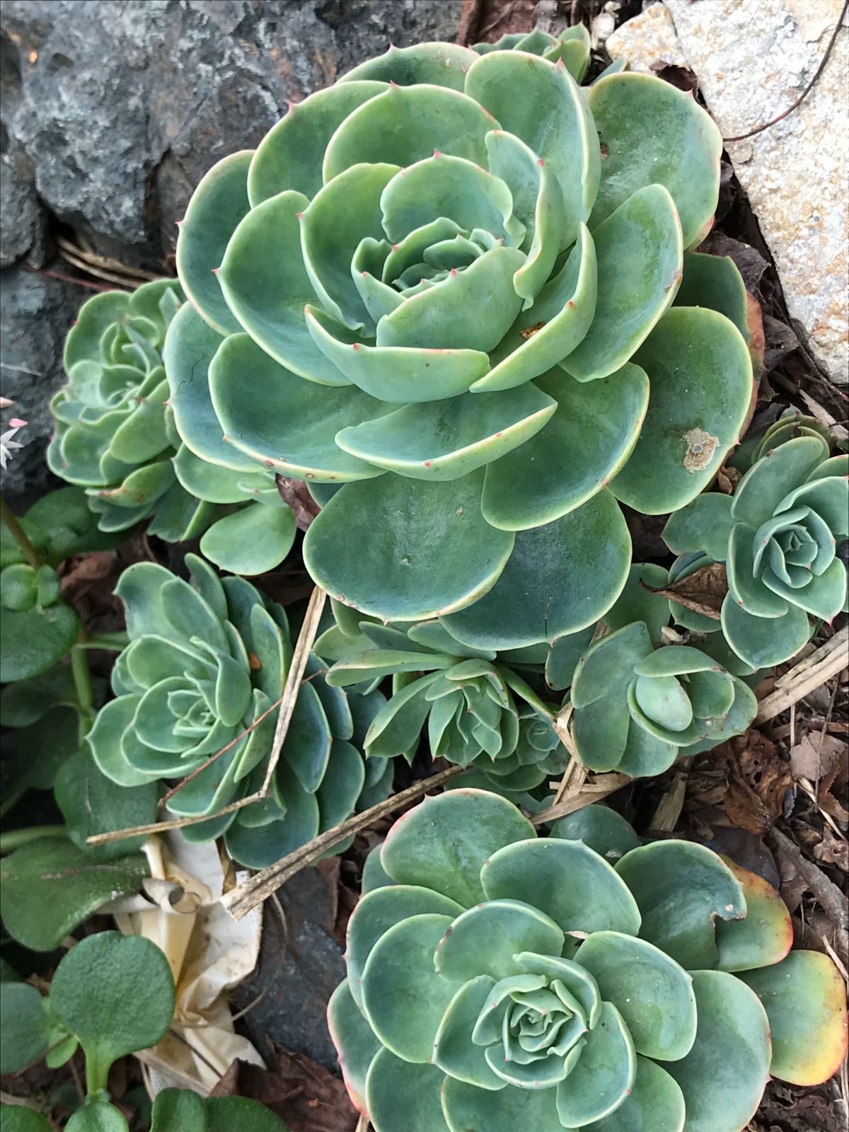 素敵なお庭でリラックス