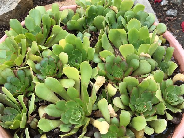 アメリカ(米国)・ガーデン「ガーデン」の写真：珍しい植物達