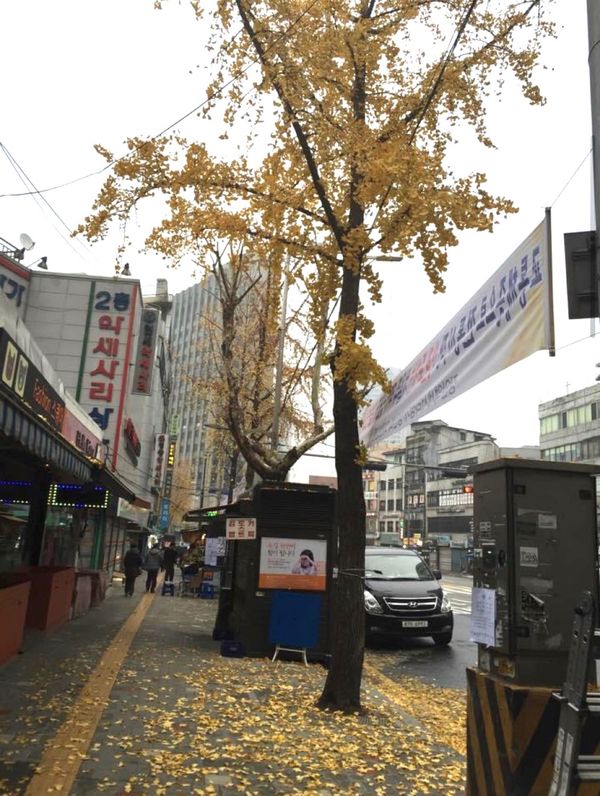 大韓民国 (韓国)・明洞「11月:ソウル帰り:韓国」の写真：2014.11.23
日曜日 朝9時 南...