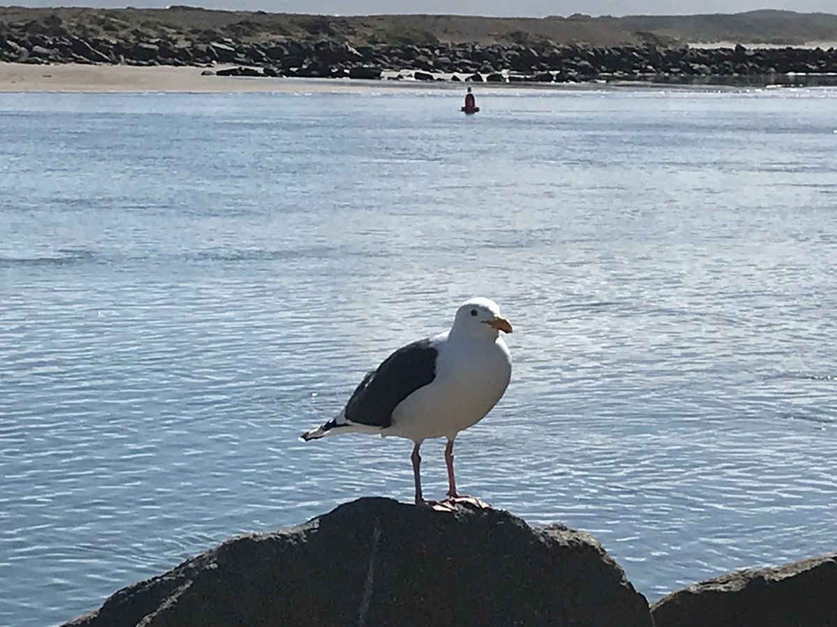 この生き物達全て野生です。