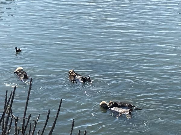 アメリカ(米国)「Morro bay rock」の写真：景色だけでなく生き物達ものんびりとしてい...