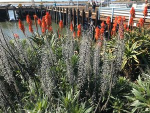 植物も綺麗です