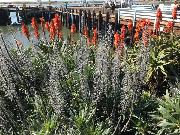 アメリカ(米国)「Morro bay rock」の写真：植物も綺麗です
