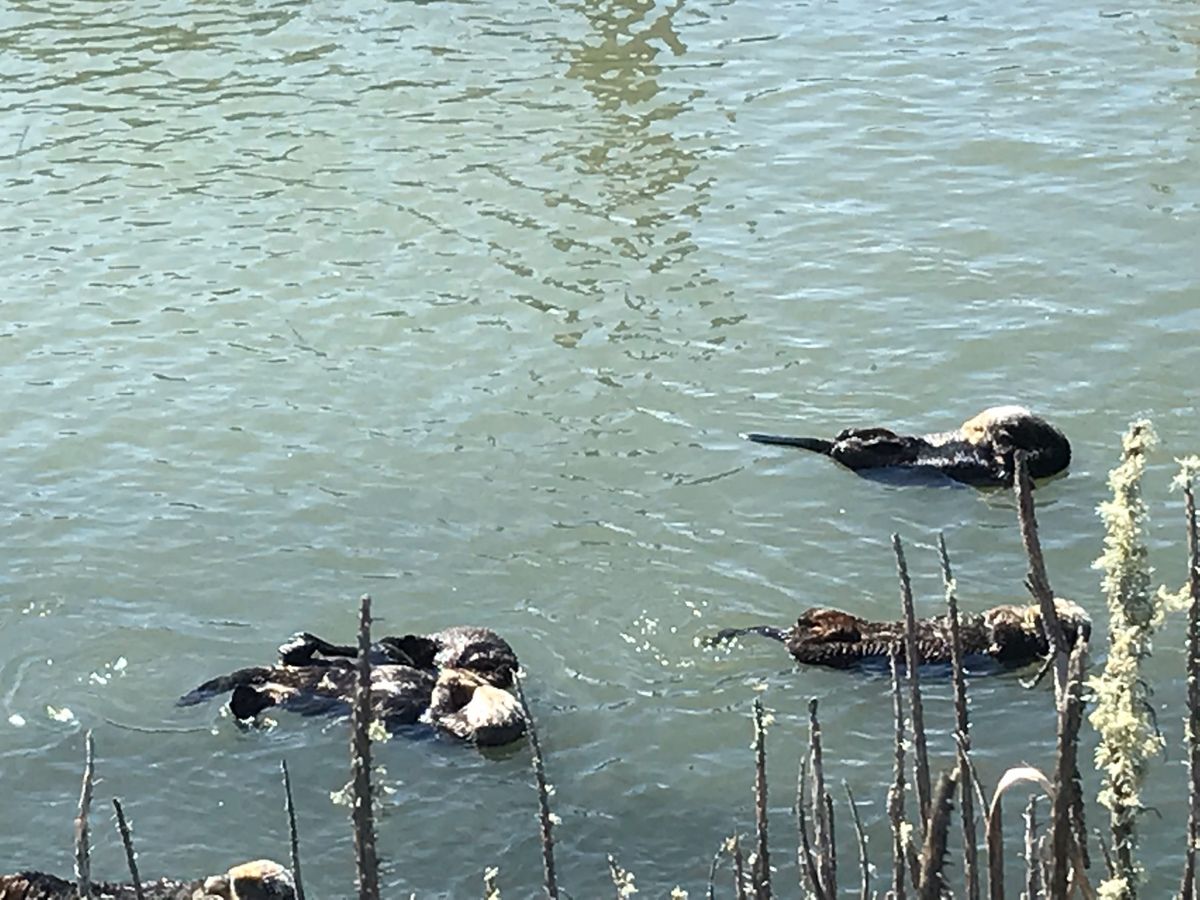 この生き物達全て野生です。