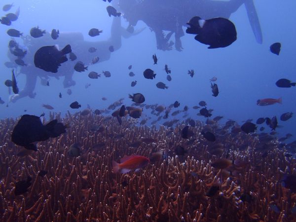 インドネシア・バリ島、「バリ島スキューバ」の写真