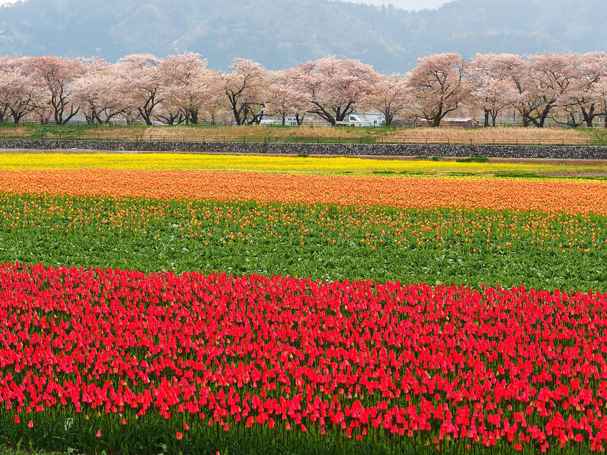 富山県朝日町 
真っ白な北アルプスと桜とチューリップの四重奏が、次第に知名...