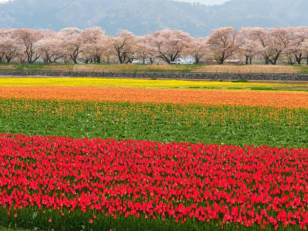 日本・富山「ニッポン北陸 サクラ紀行🌸」の写真：富山県朝日町 
真っ白な北アルプスと桜と...