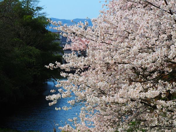 日本・富山「ニッポン北陸 サクラ紀行🌸」の写真：高岡古城公園
高岡市の古城公園も富山県の...
