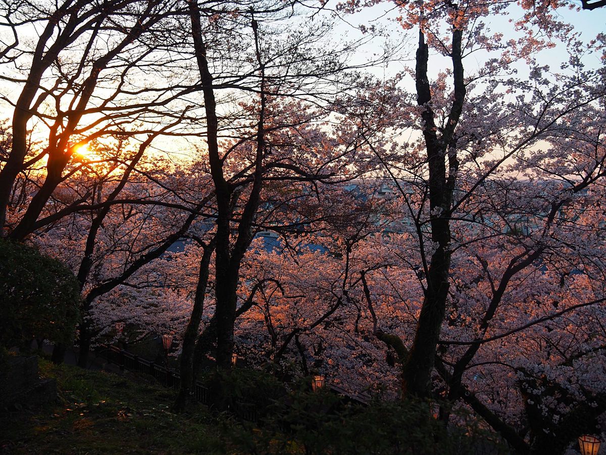 福井県 丸岡城
坂井市にある丸岡城は、小さな山のてっぺんにある小さなお城。...