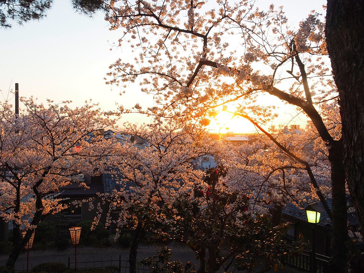 福井県 丸岡城
坂井市にある丸岡城は、小さな山のてっぺんにある小さなお城。...