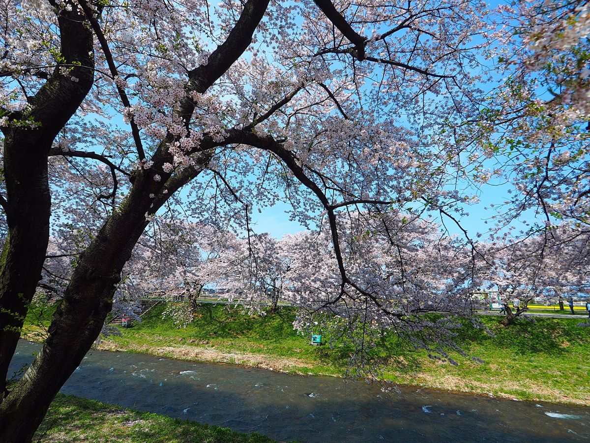 富山県朝日町 舟川べりの桜並木
富山県の一番東側に位置する朝日町の舟川べり...