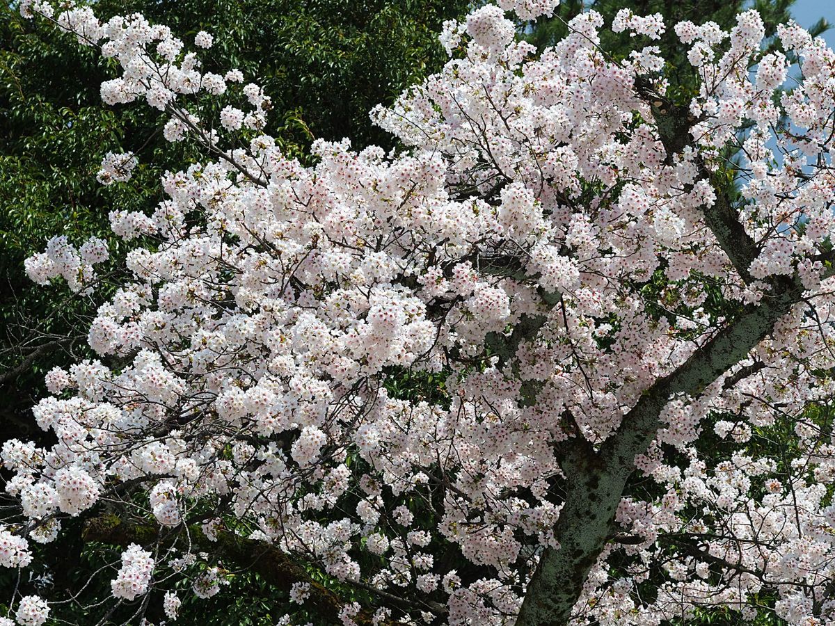 高岡古城公園
高岡市の古城公園も富山県の有名な桜スポット。
広い公園内のそ...