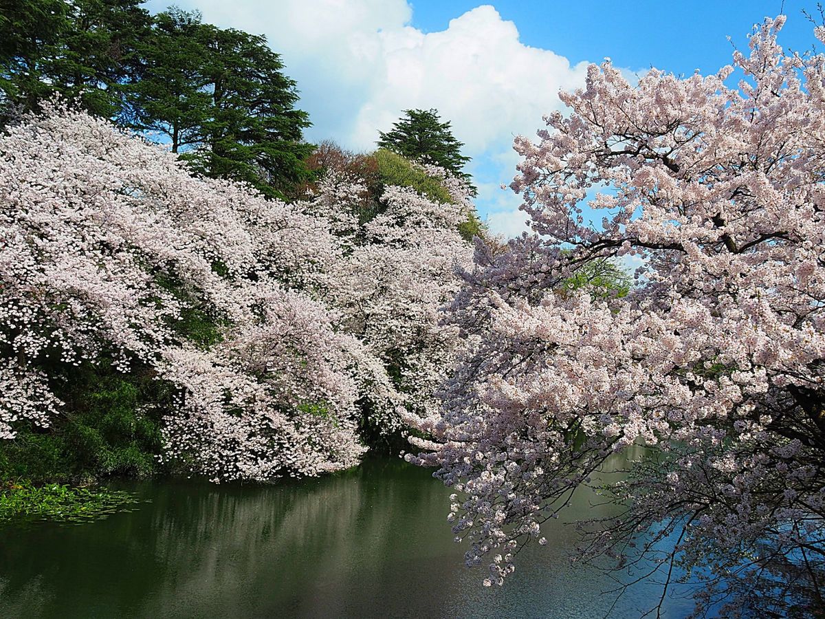 高岡古城公園
高岡市の古城公園も富山県の有名な桜スポット。
広い公園内のそ...