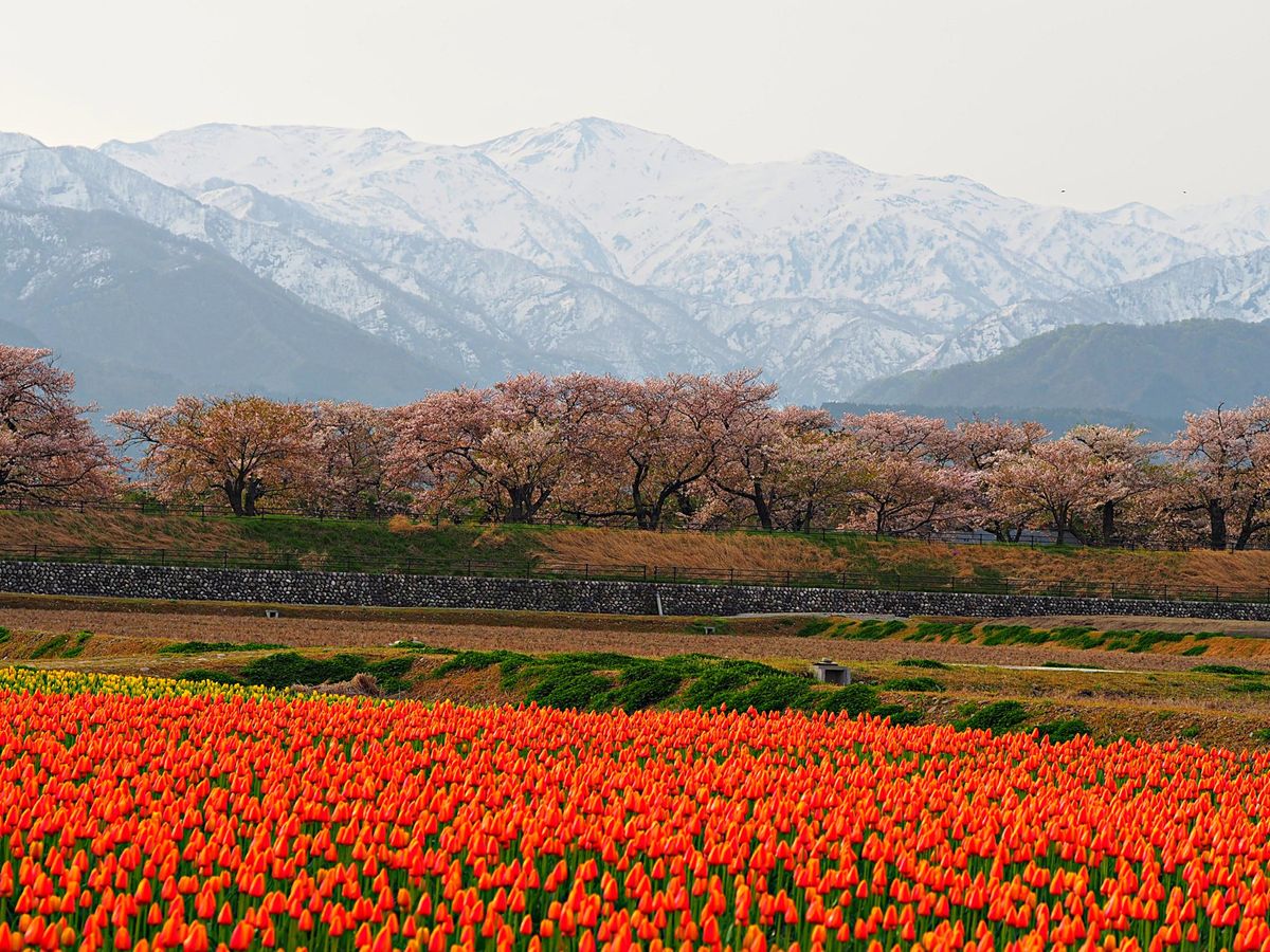 富山県朝日町 
真っ白な北アルプスと桜とチューリップの四重奏が、次第に知名...